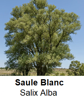 saule